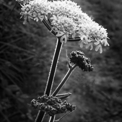  DSC2672 Wild Carrot 2672 Edit 2 Edit